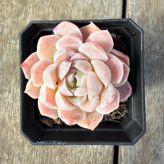 2309 Echeveria 'Mooncake'