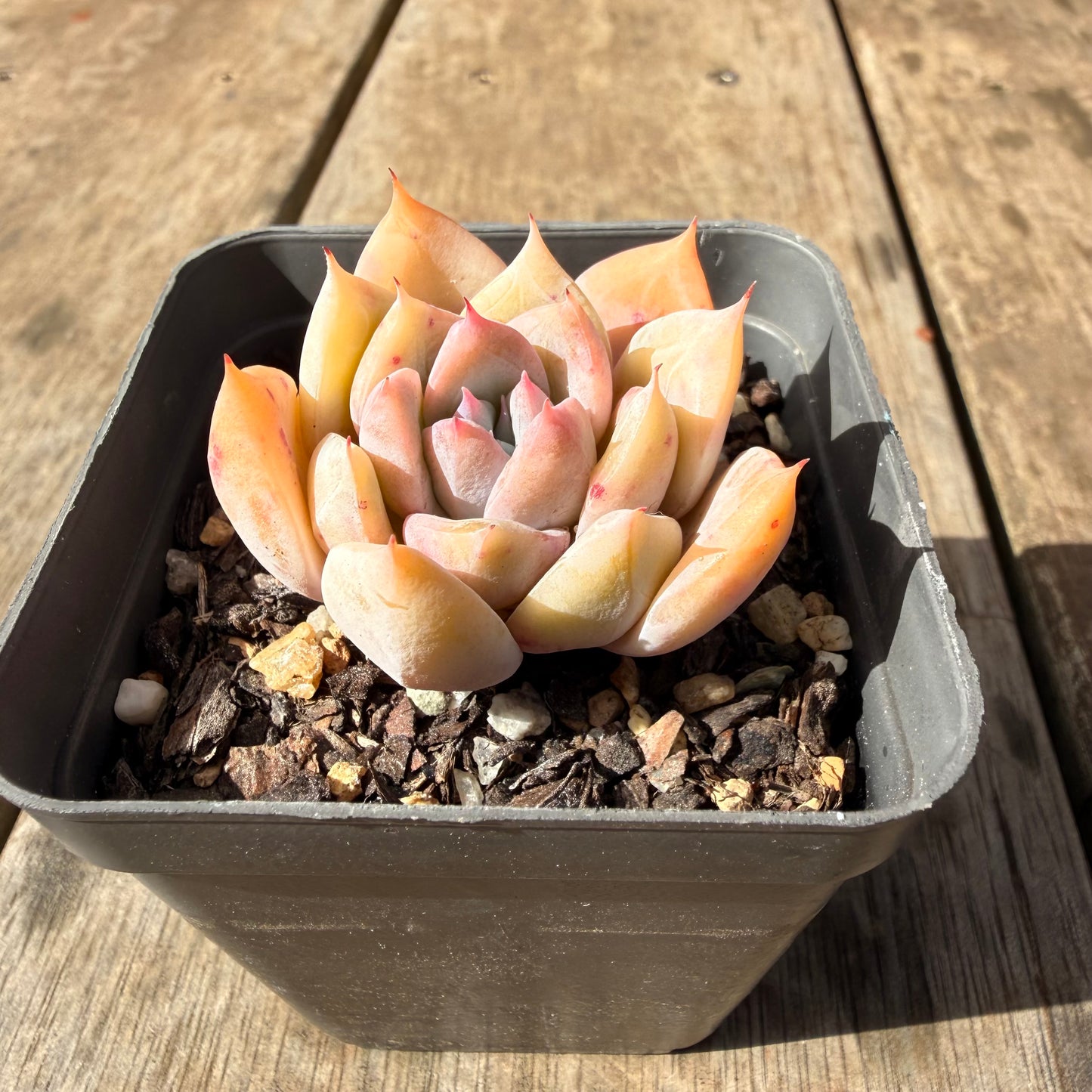 2309 雪宝奥拉夫