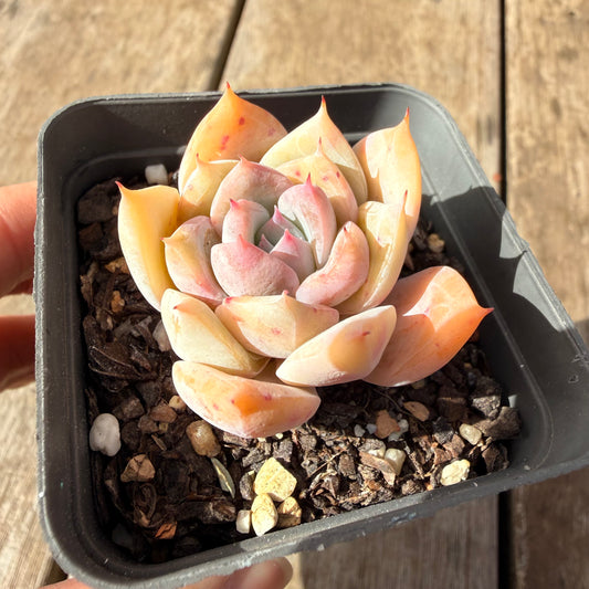 2309 Echeveria 'Olaf'