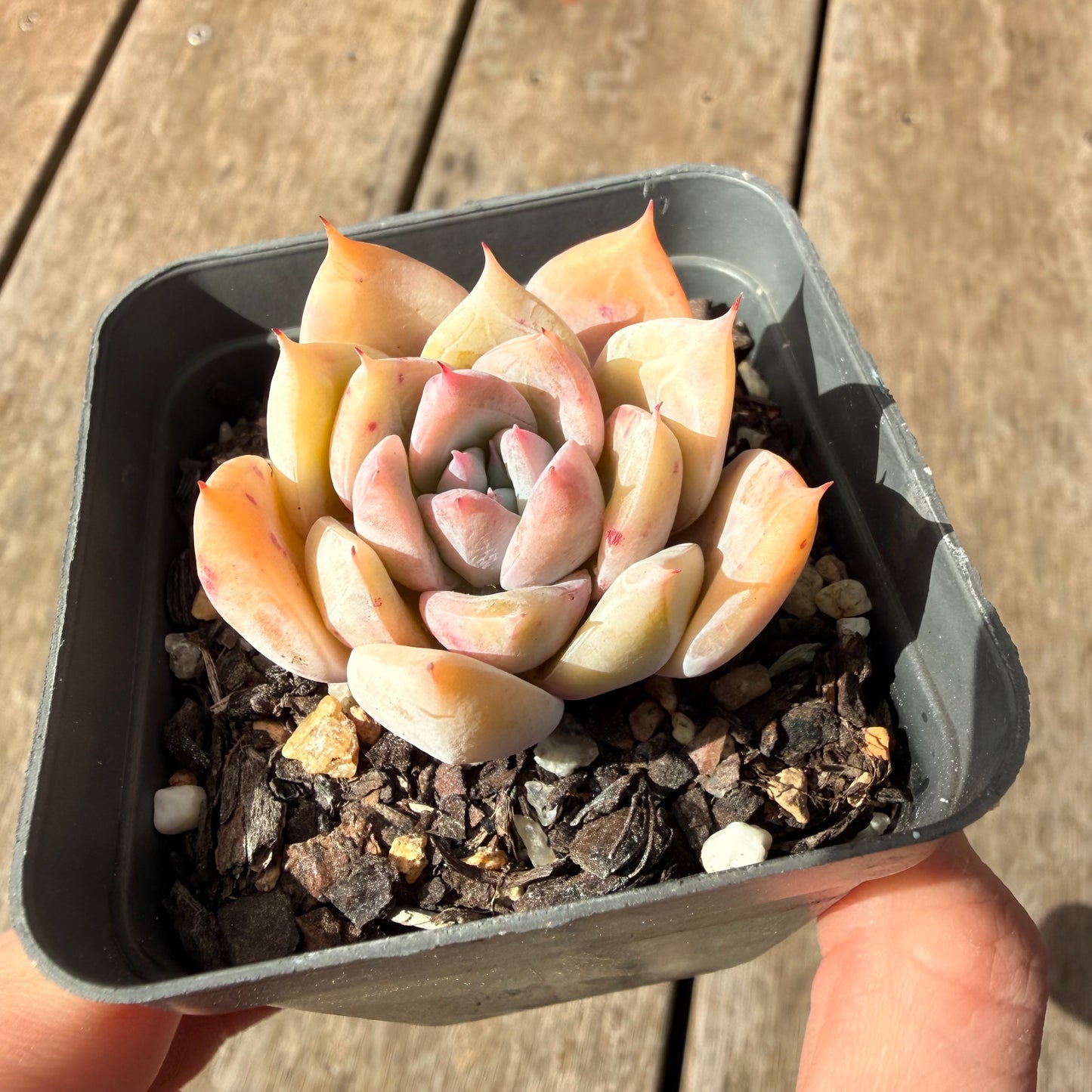 2309 雪宝奥拉夫