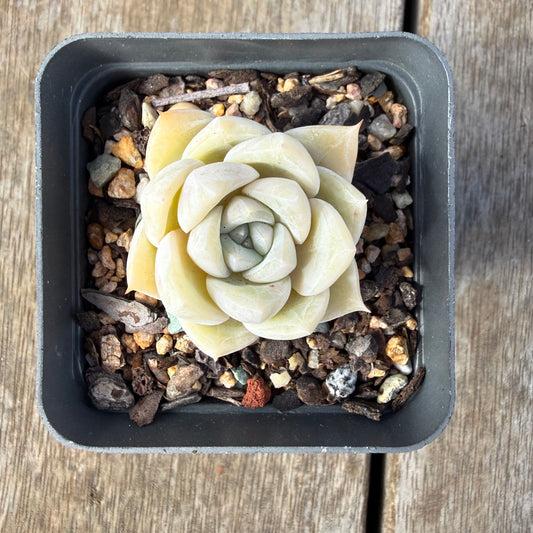 2309 Echeveria 'Oli'