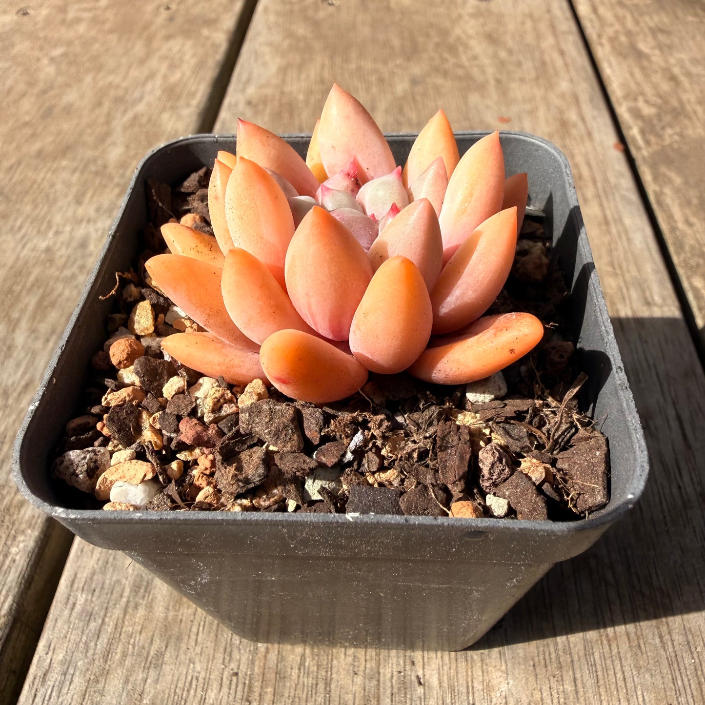 2309 Pachyveria Red Angel's Finger / 'Red Dragonfly'