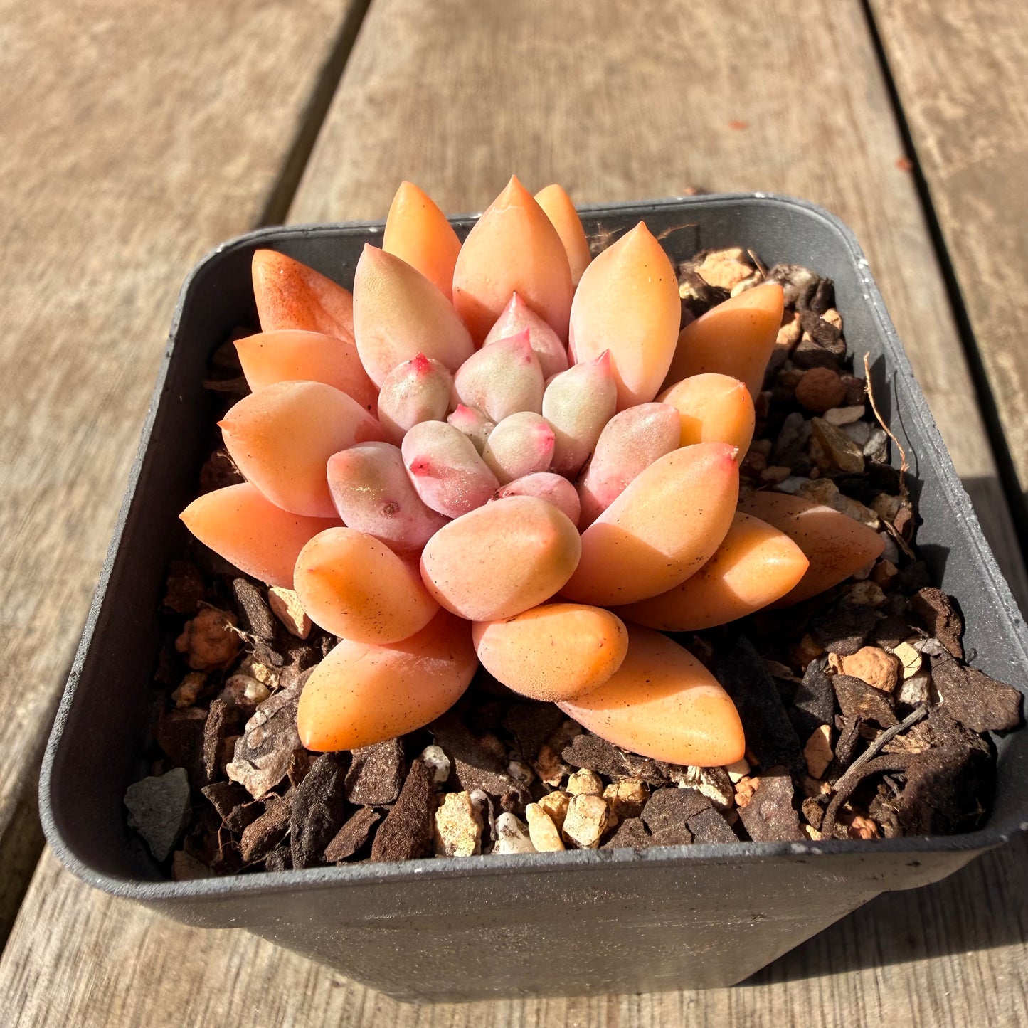 2309 Pachyveria Red Angel's Finger / 'Red Dragonfly'