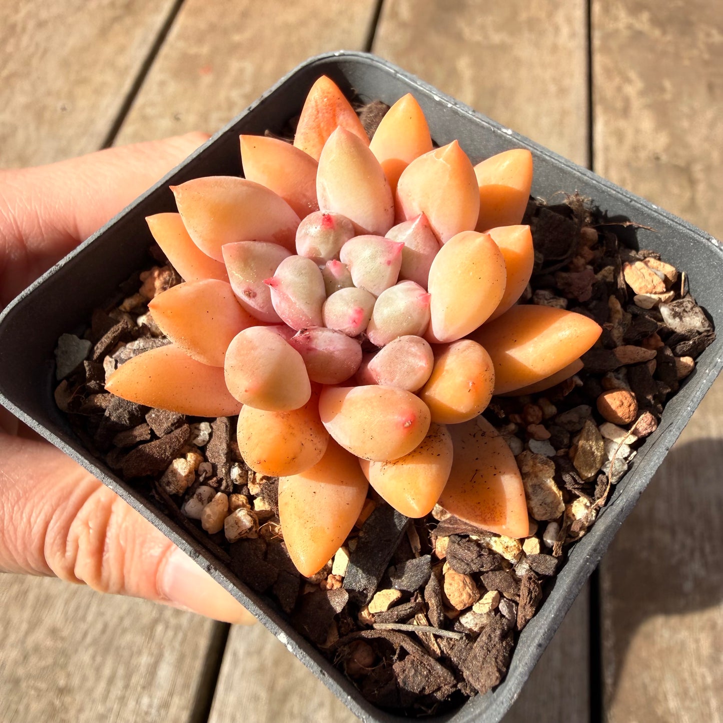 2309 Pachyveria Red Angel's Finger / 'Red Dragonfly'