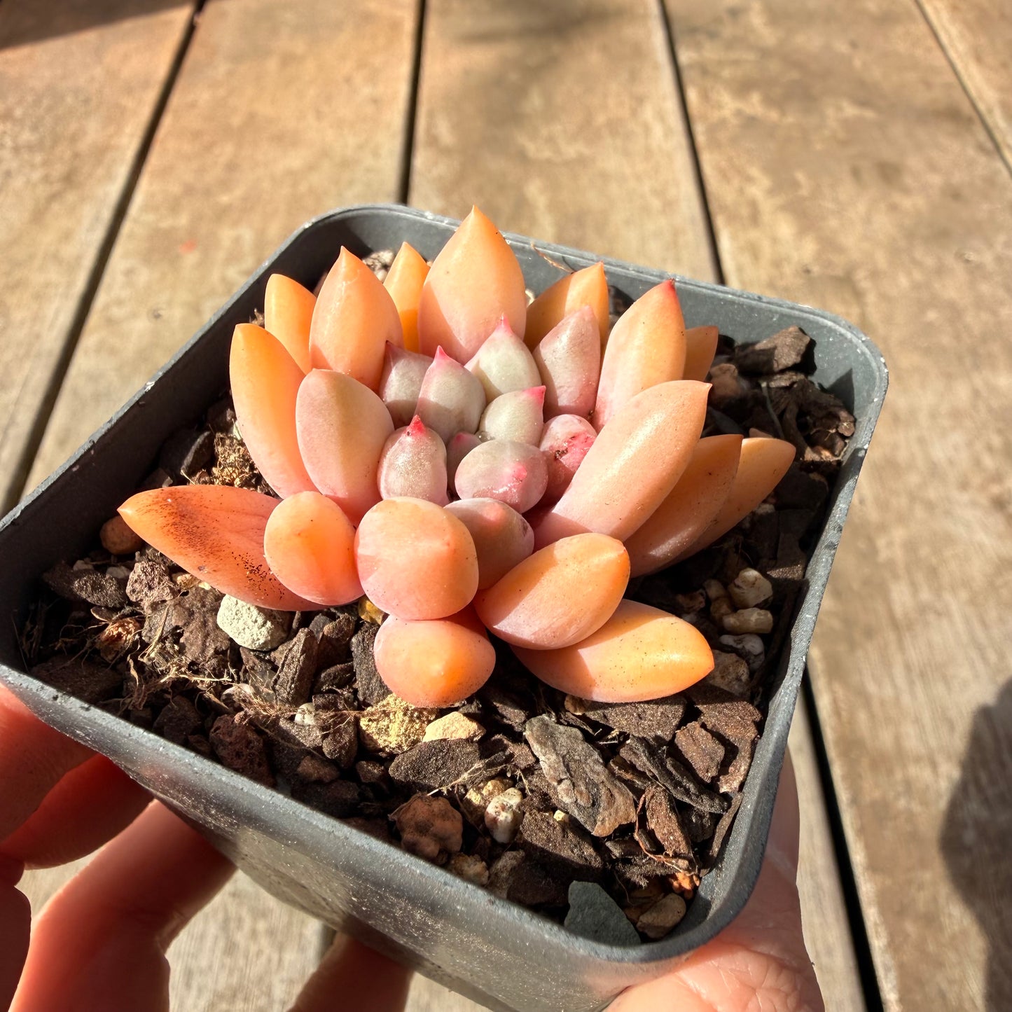 2309 Pachyveria Red Angel's Finger / 'Red Dragonfly'