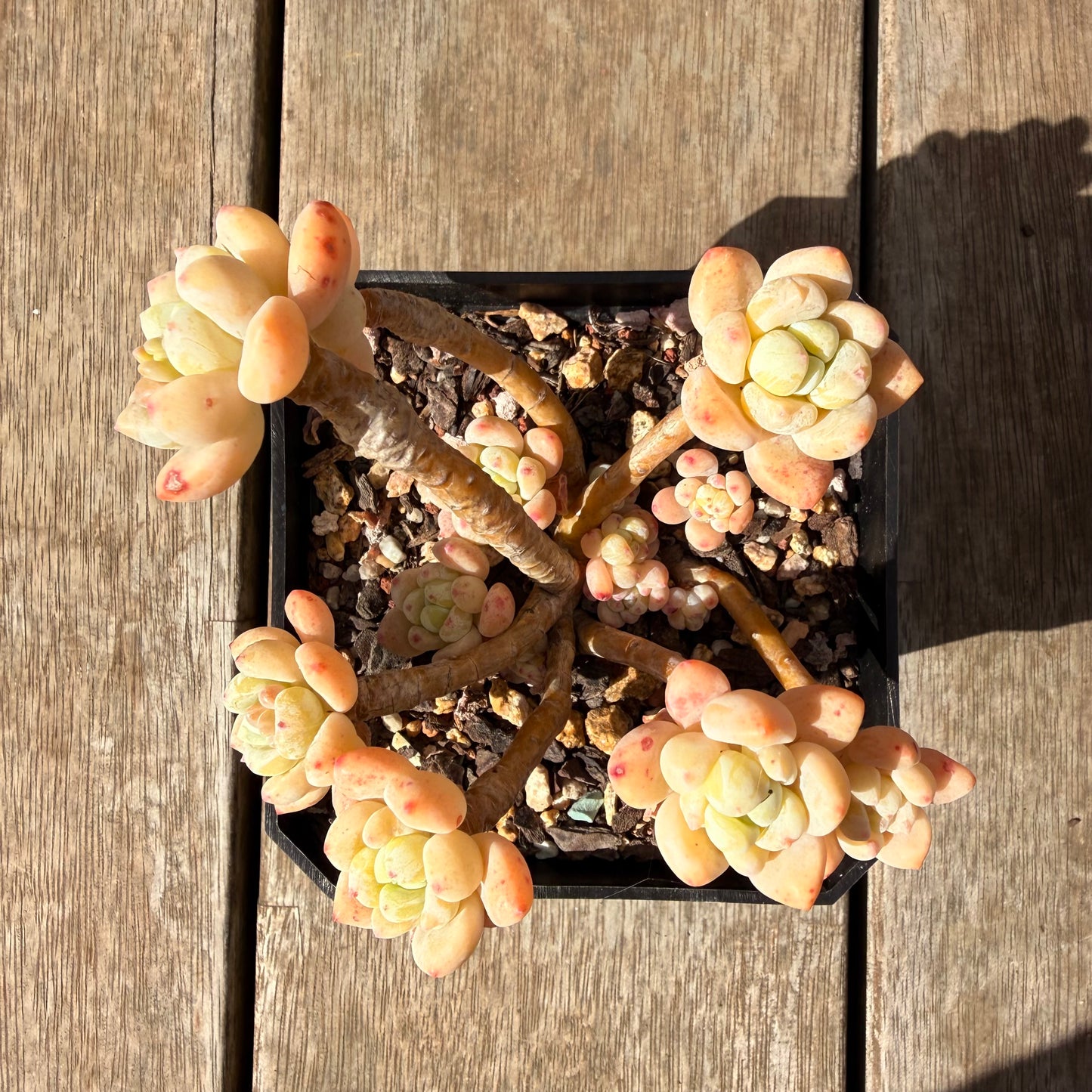 2309 Sedum Clavatum (Large)