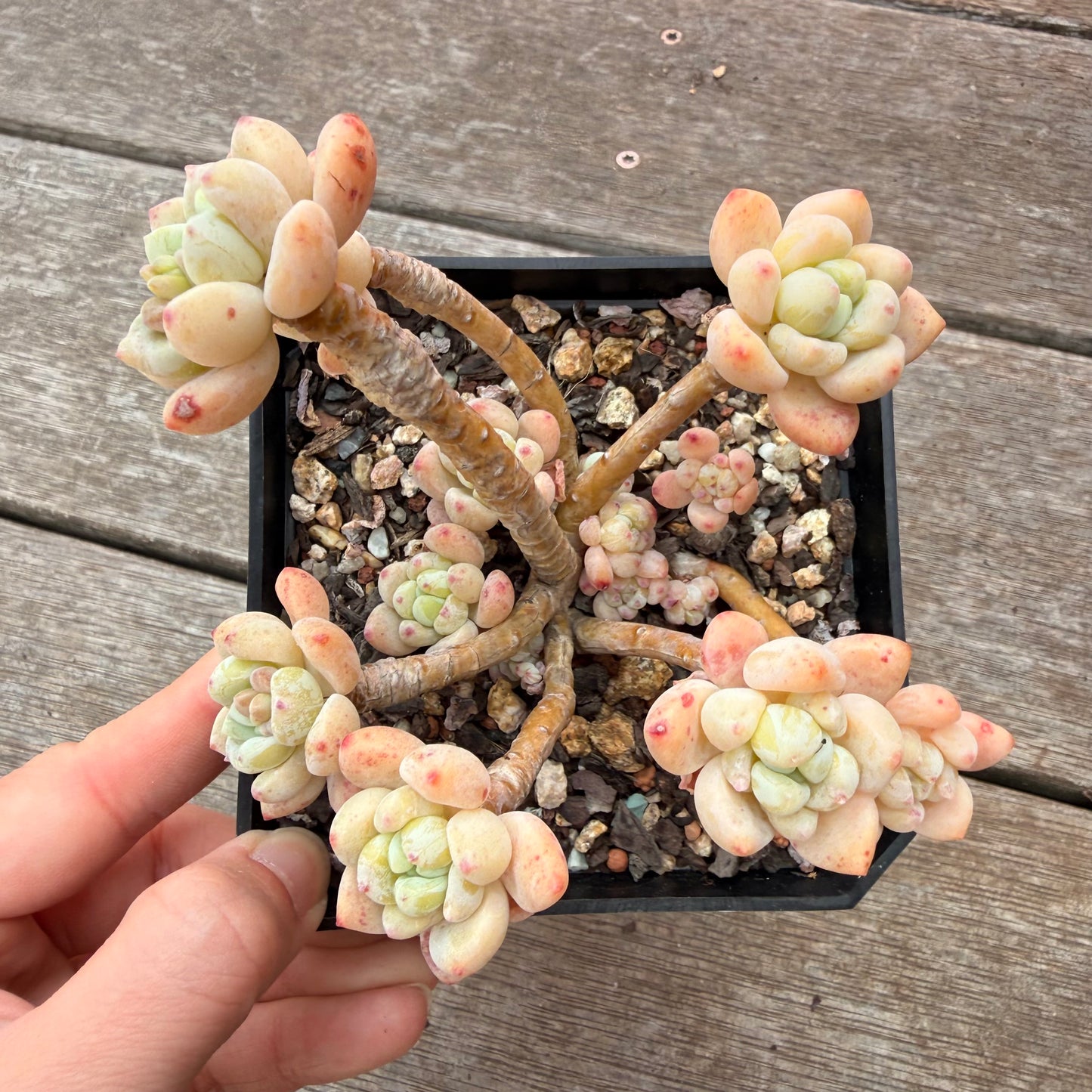2309 Sedum Clavatum (Large)