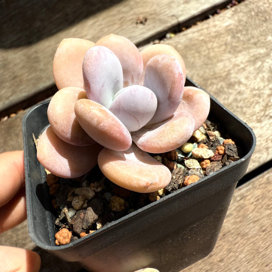 2402 Graptoveria Snow Peach