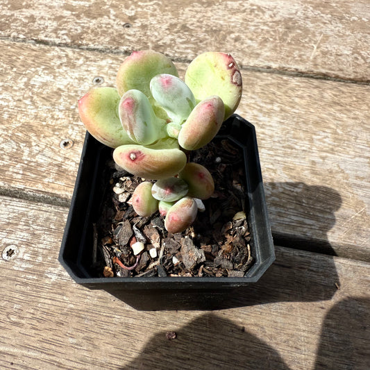 2402 Pachyphytum Green Apple
