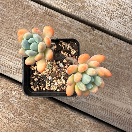 2402 Pachyveria Clavifolia