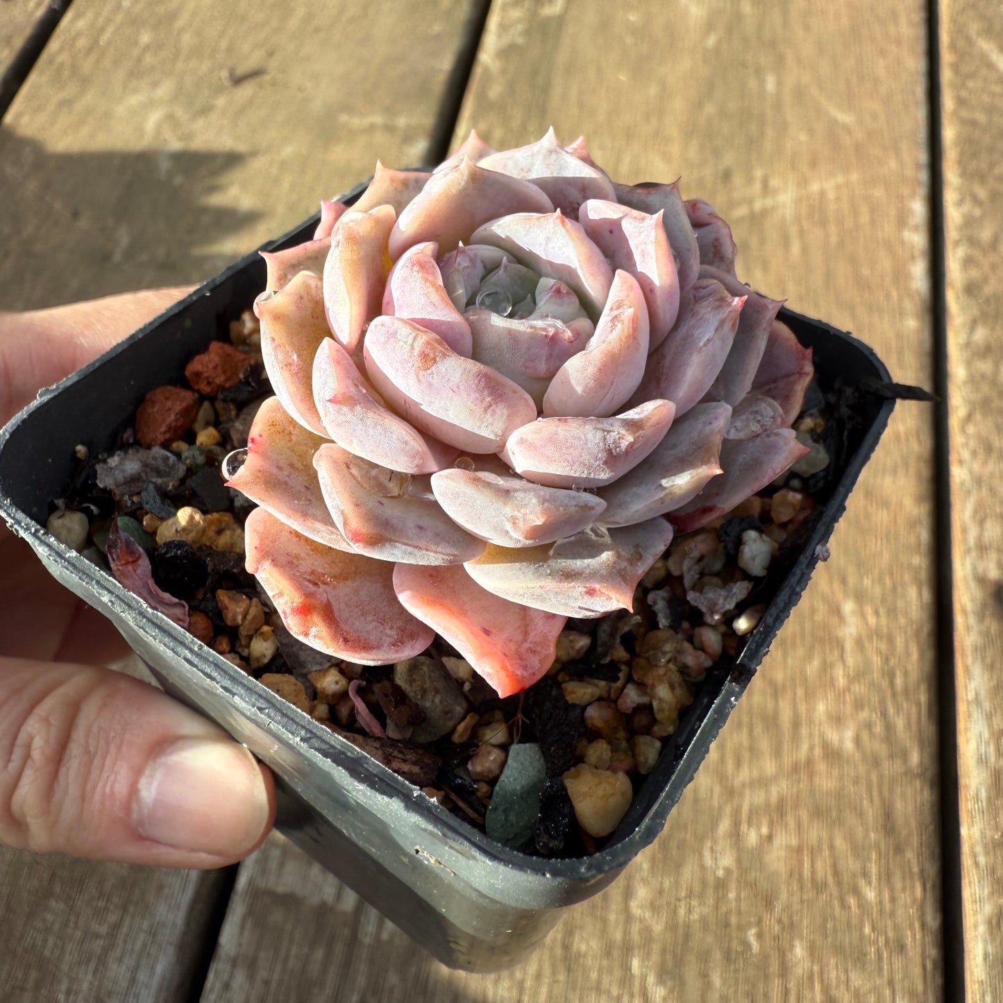 2406 Echeveria 'Amazing Grace' - Korean Form