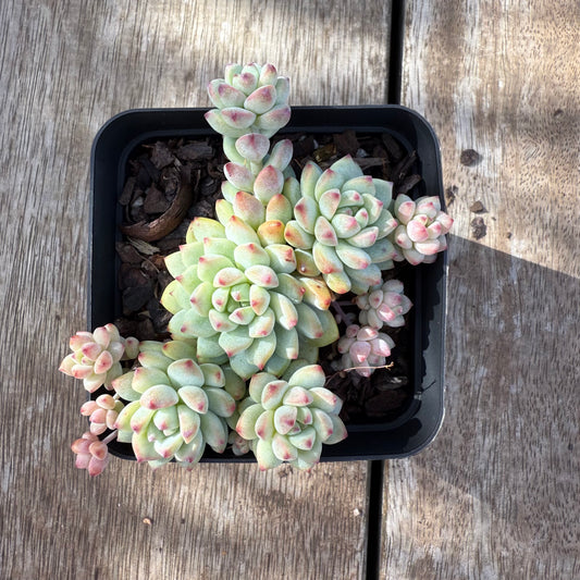 2406 Echeveria Caramel Spirit