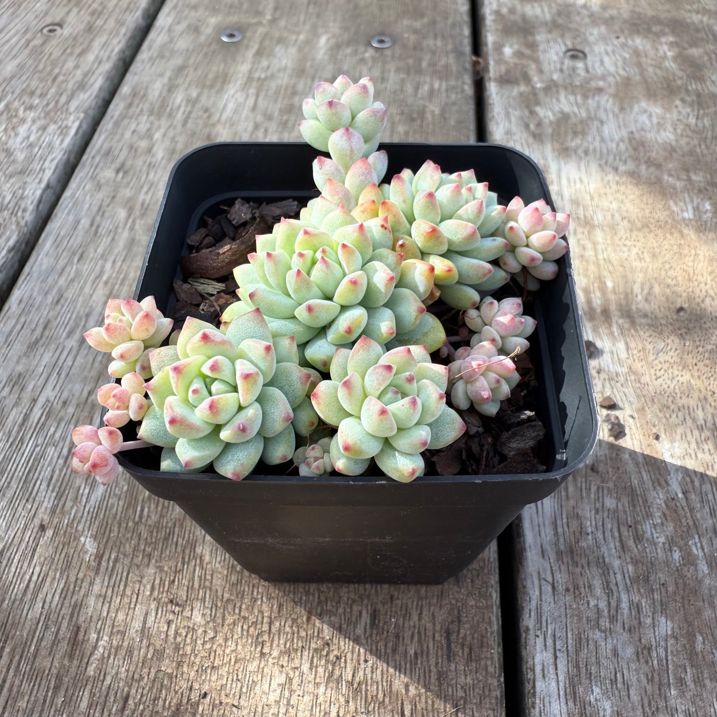 2406 Echeveria Caramel Spirit