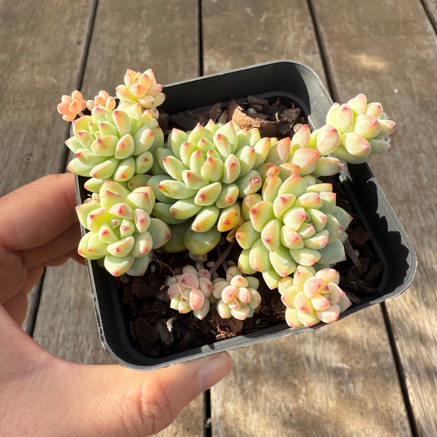 2406 Echeveria Caramel Spirit