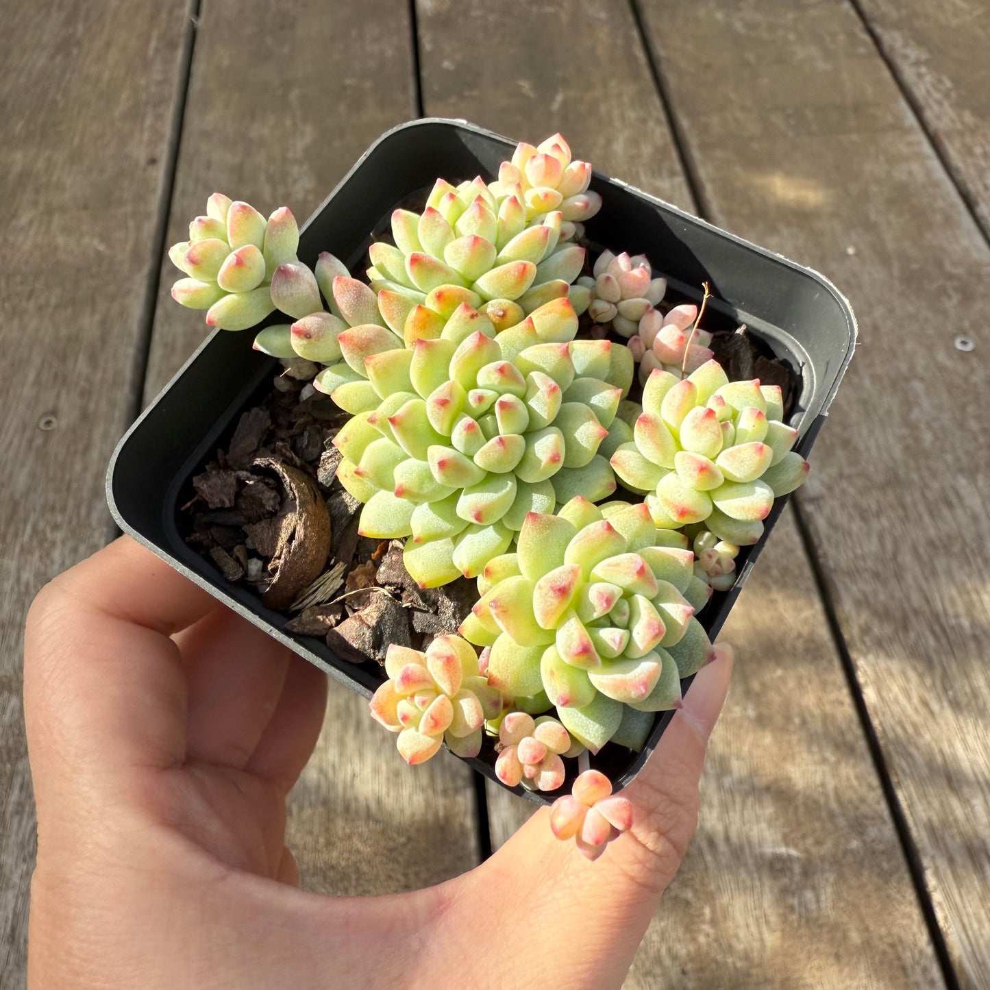 2406 Echeveria Caramel Spirit