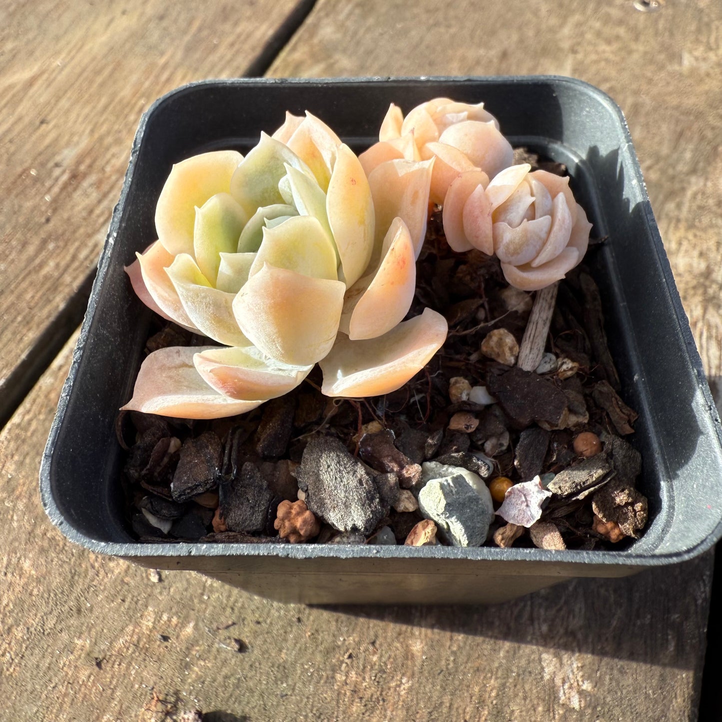 2406 Echeveria Elegans 'Cream Rose'