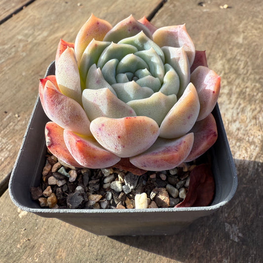 2406 Echeveria Everhart
