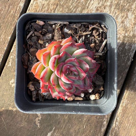2406 Echeveria Flaming Red Lips