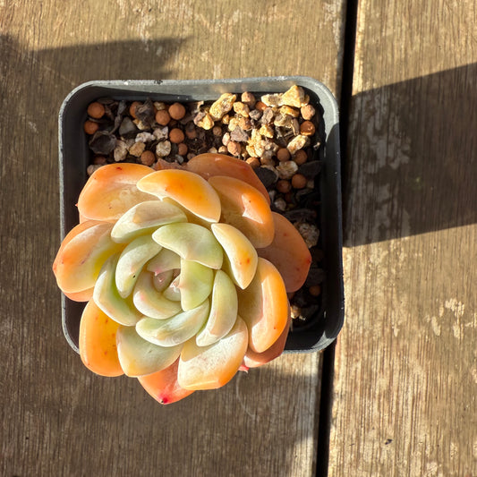 2406 Echeveria ‘Blood Orange’