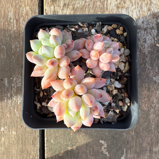 2406 Echeveria ‘Icecream’
