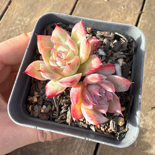 2406 Echeveria 'Miss Swan'