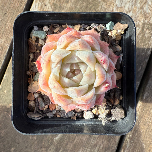 2406 Echeveria 'Peach Queen'