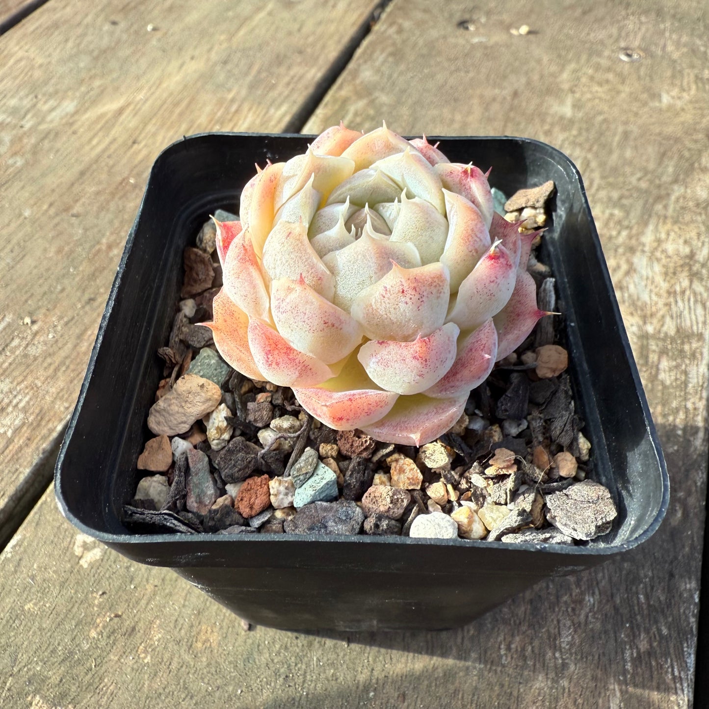 2406 Echeveria 'Peach Queen'