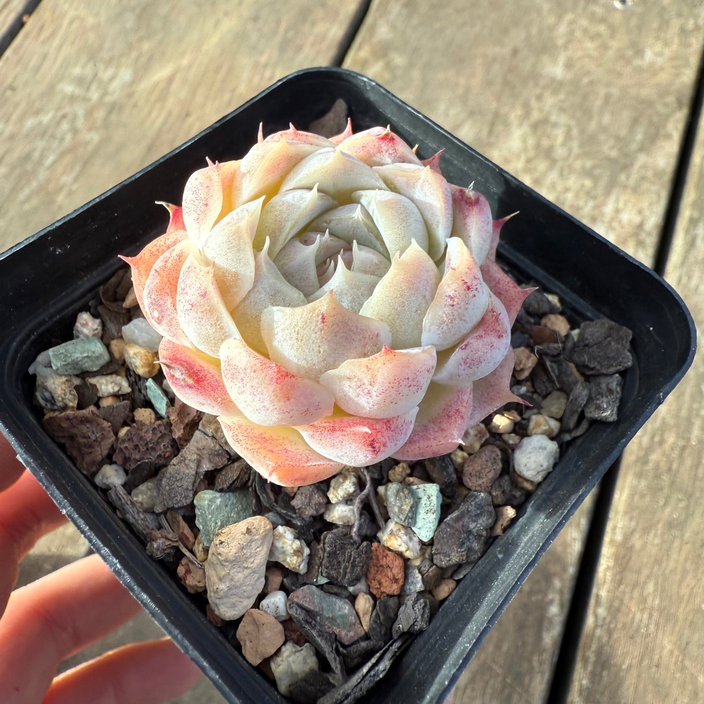 2406 Echeveria 'Peach Queen'