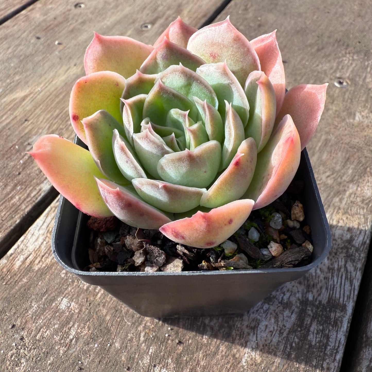 2406 Echeveria 'Purple Butterfly' (Wide Leaf Form)