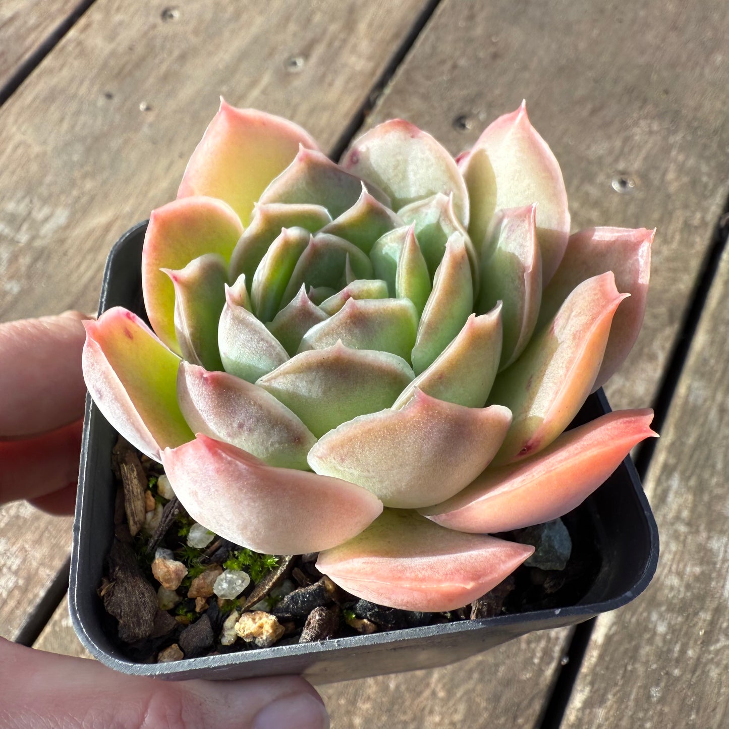 2406 Echeveria 'Purple Butterfly' (Wide Leaf Form)