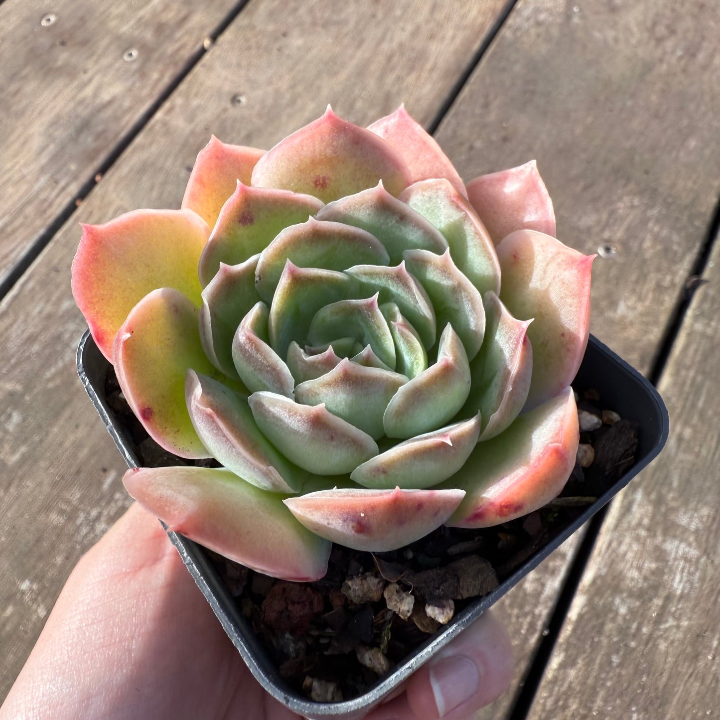 2406 Echeveria 'Purple Butterfly' (Wide Leaf Form)
