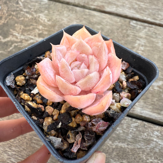 2406 Echeveria 'Star Dew'