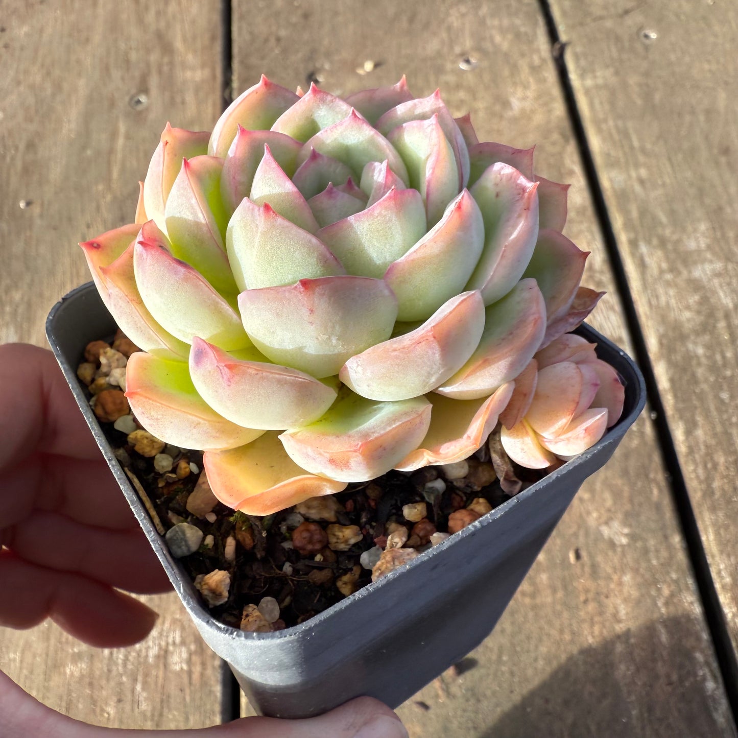 2406 草莓蛋糕