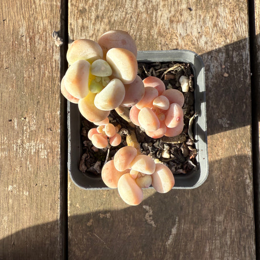2406 Graptosedum Miul