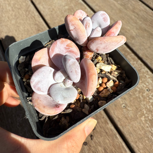 2503 Graptoveria Snow Peach