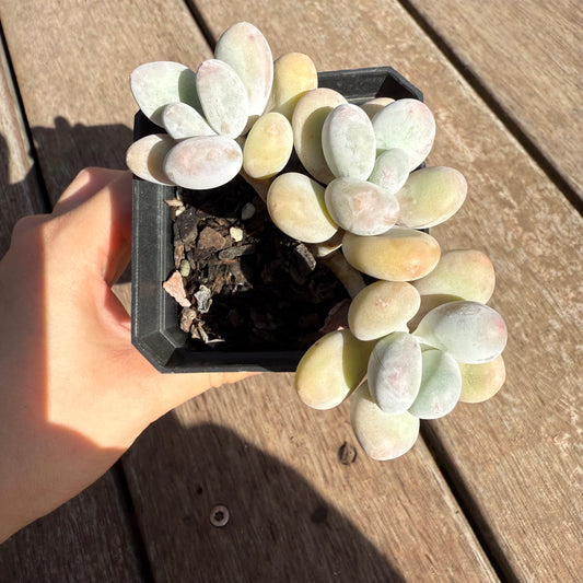 2503 Pachyphytum Orange Snowball