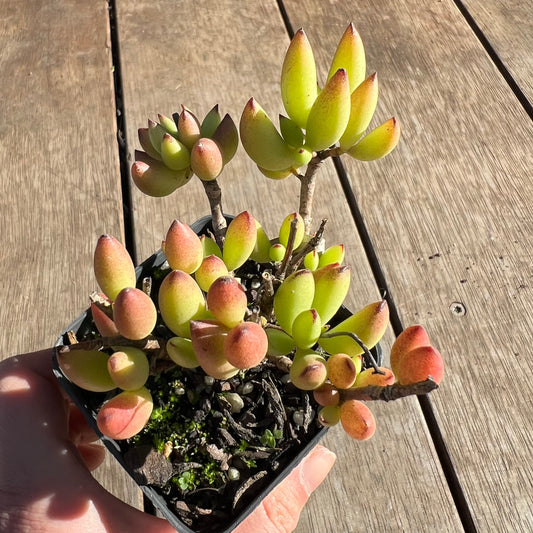 2506 Cotyledon Pendens