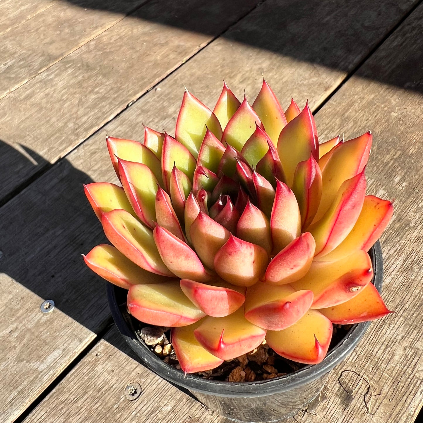 2506 Echeveria Agavoides Red Blush (with pups)