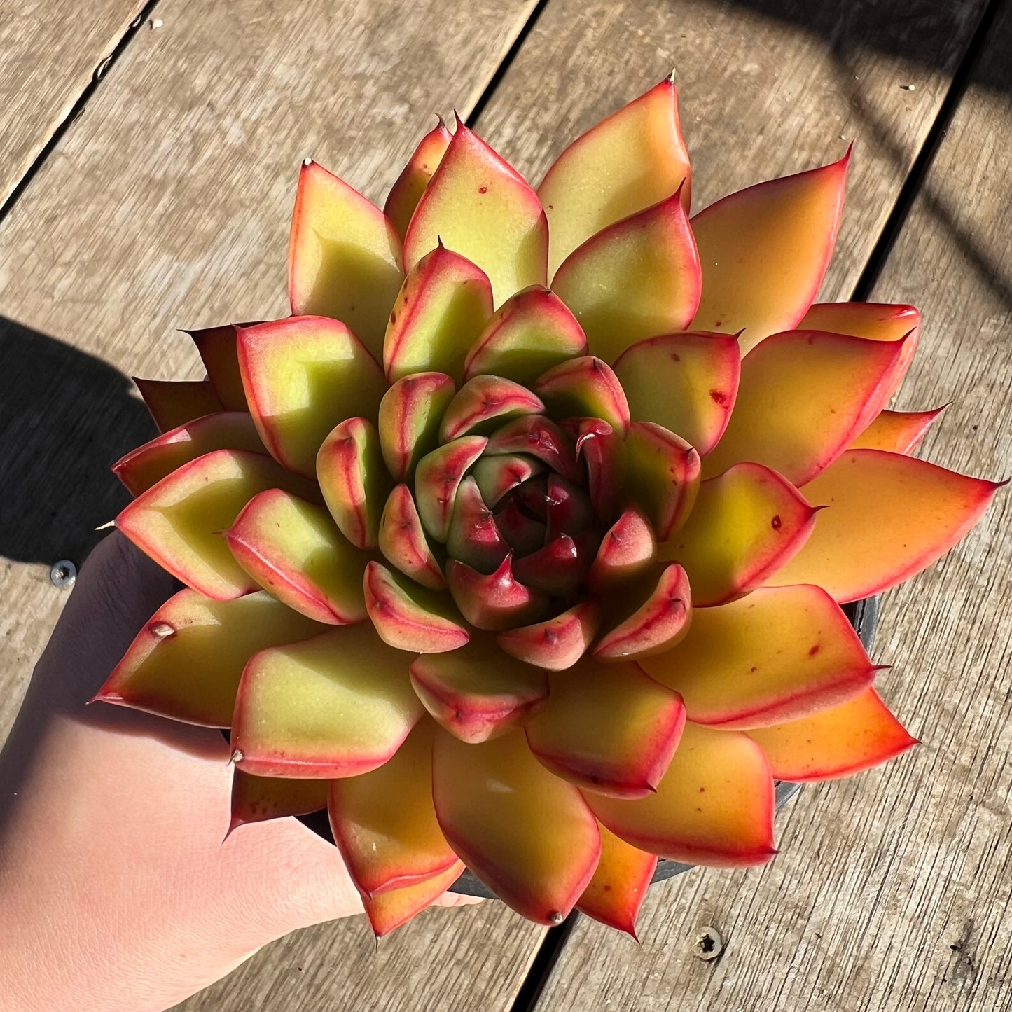 2506 Echeveria Agavoides Red Blush (with pups)