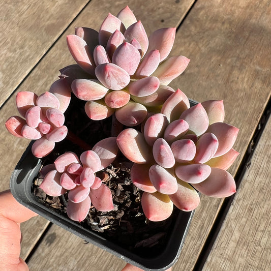 2506 Pachyveria Virgo (multi)