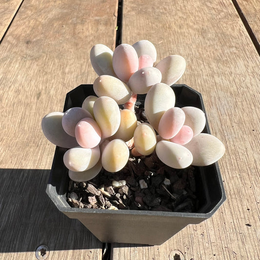 2506 Pachyphytum Orange Snowball