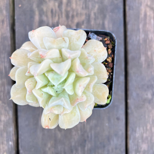 2507 Echeveria Fly To The Sky