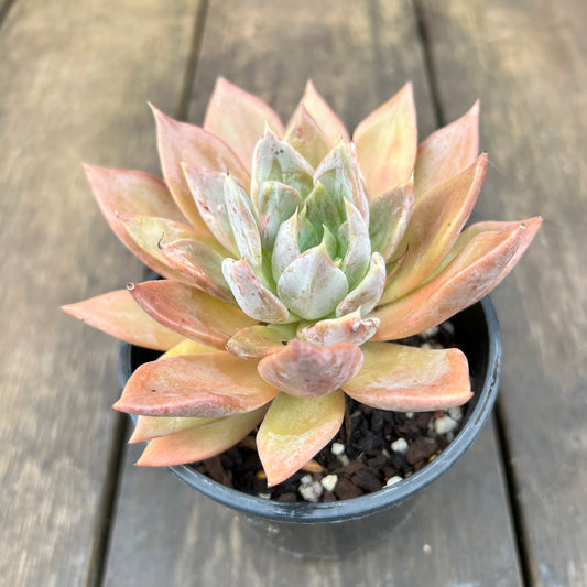 2507 Echeveria Silver Queen