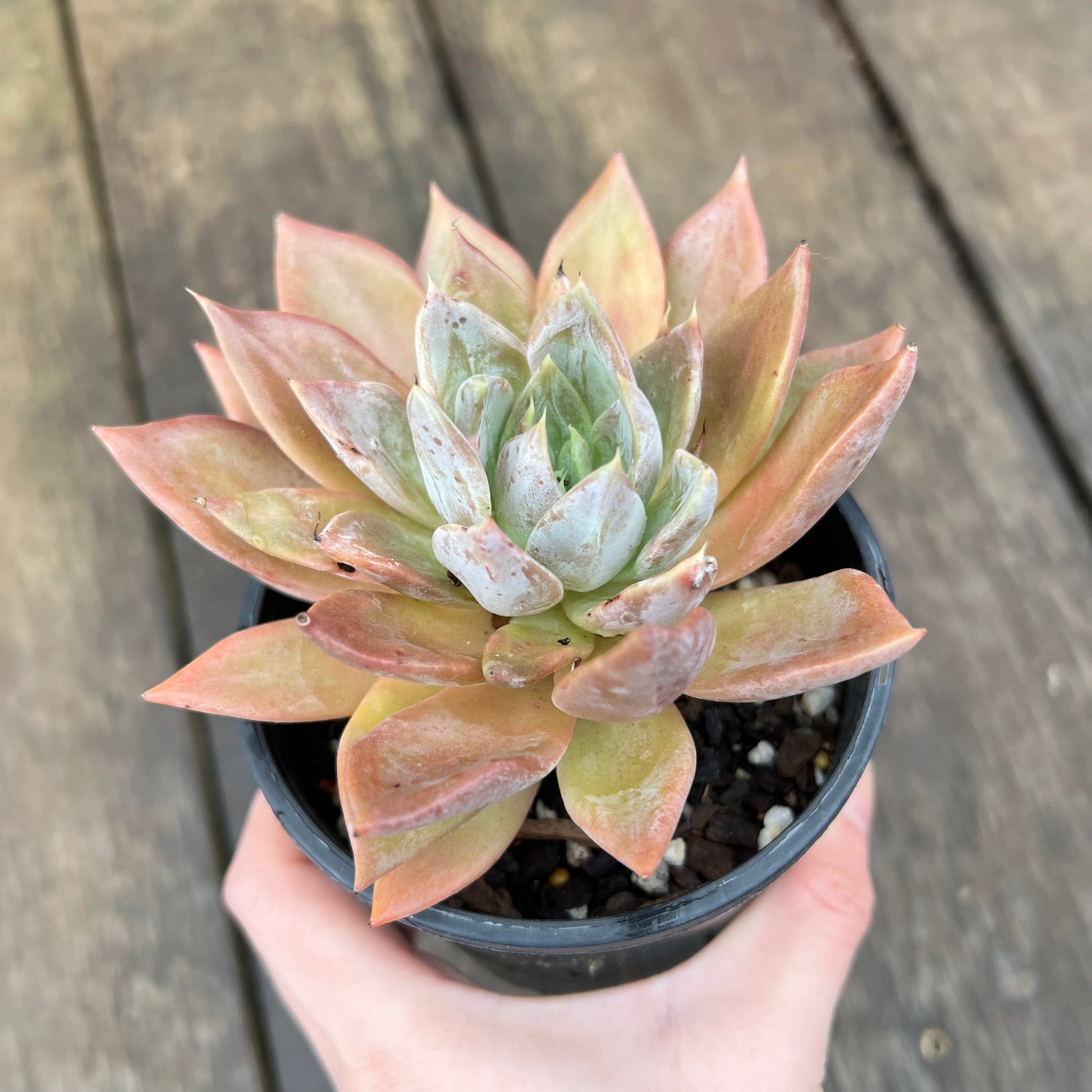 silver queen succulent 2507 Echeveria Silver Queen – Bella Succulent Garden