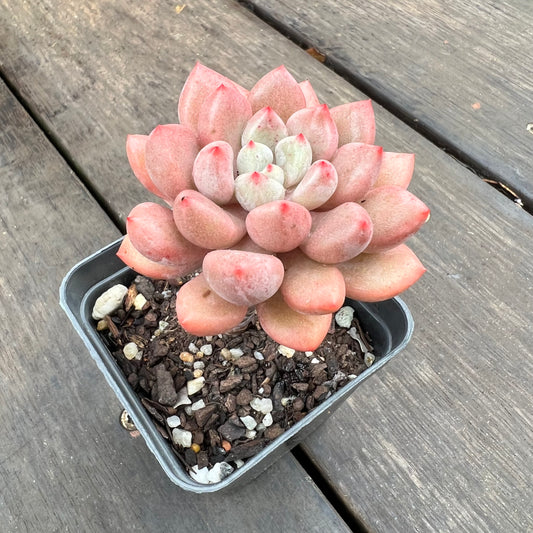 2507 Graptoveria Orange Sherbet