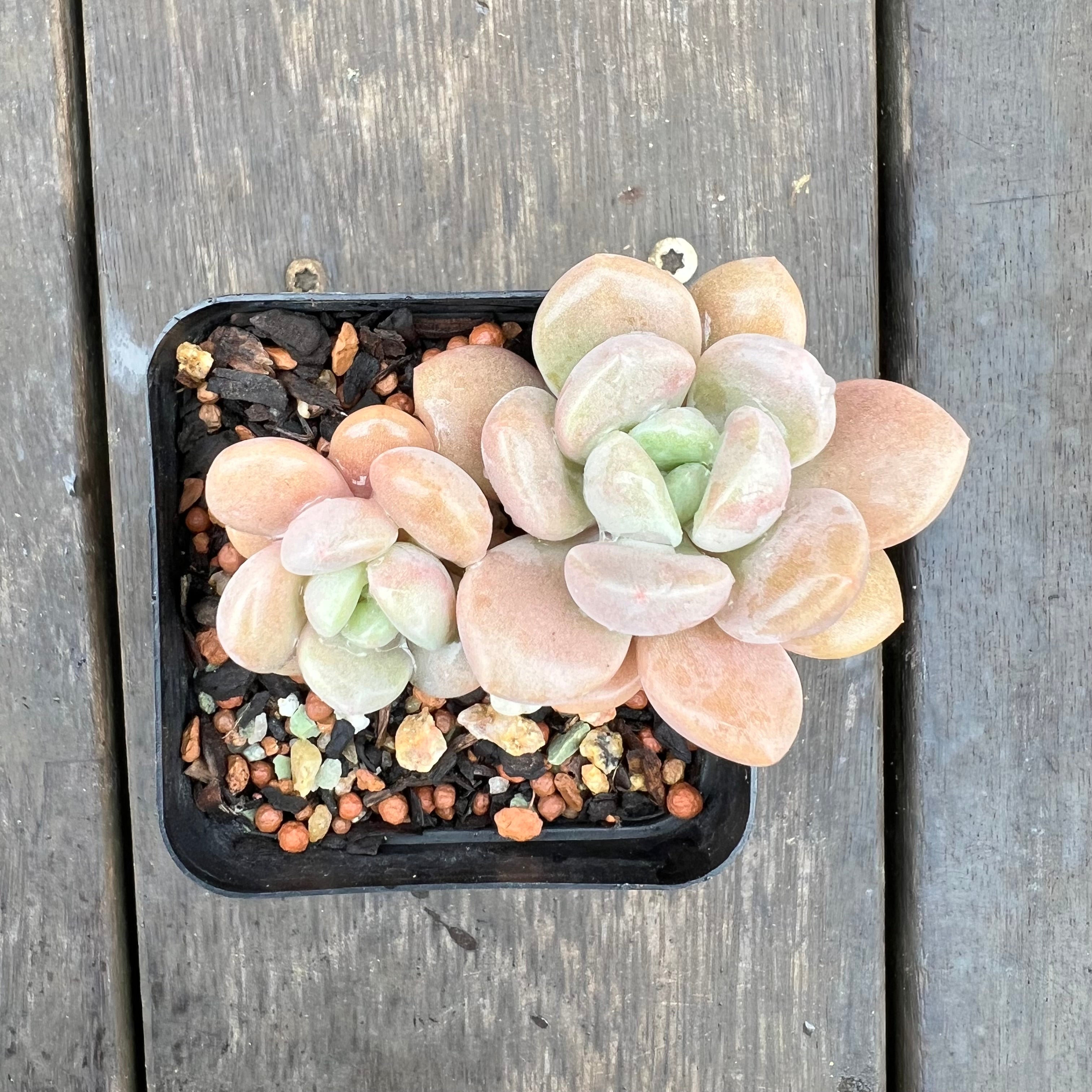 2507 白露– Bella Succulent Garden