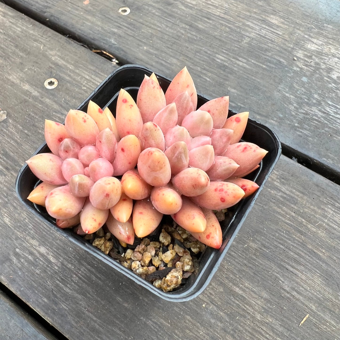 2507 Pachyveria Red Angel's Finger / Red Dragonfly