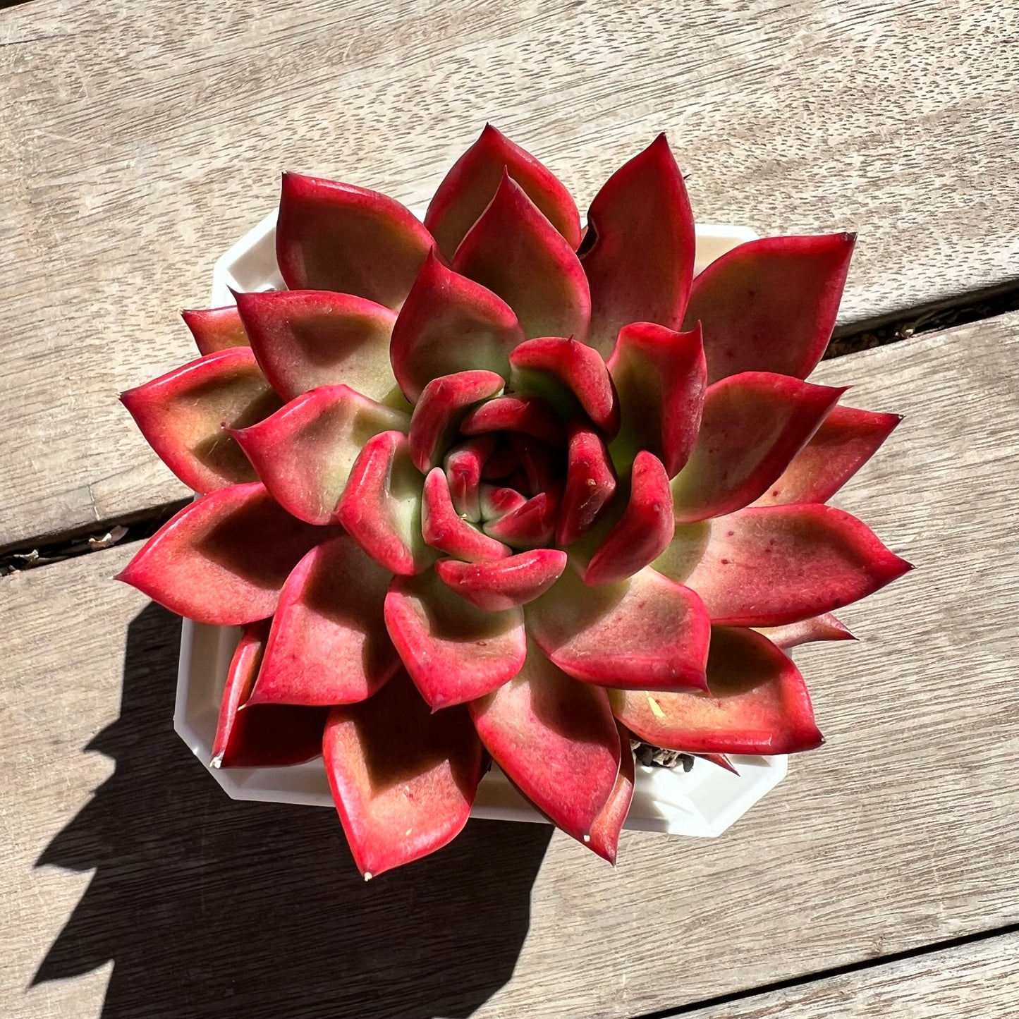 2603 Echeveria Agavoides Frank Reinelt (minor mark)