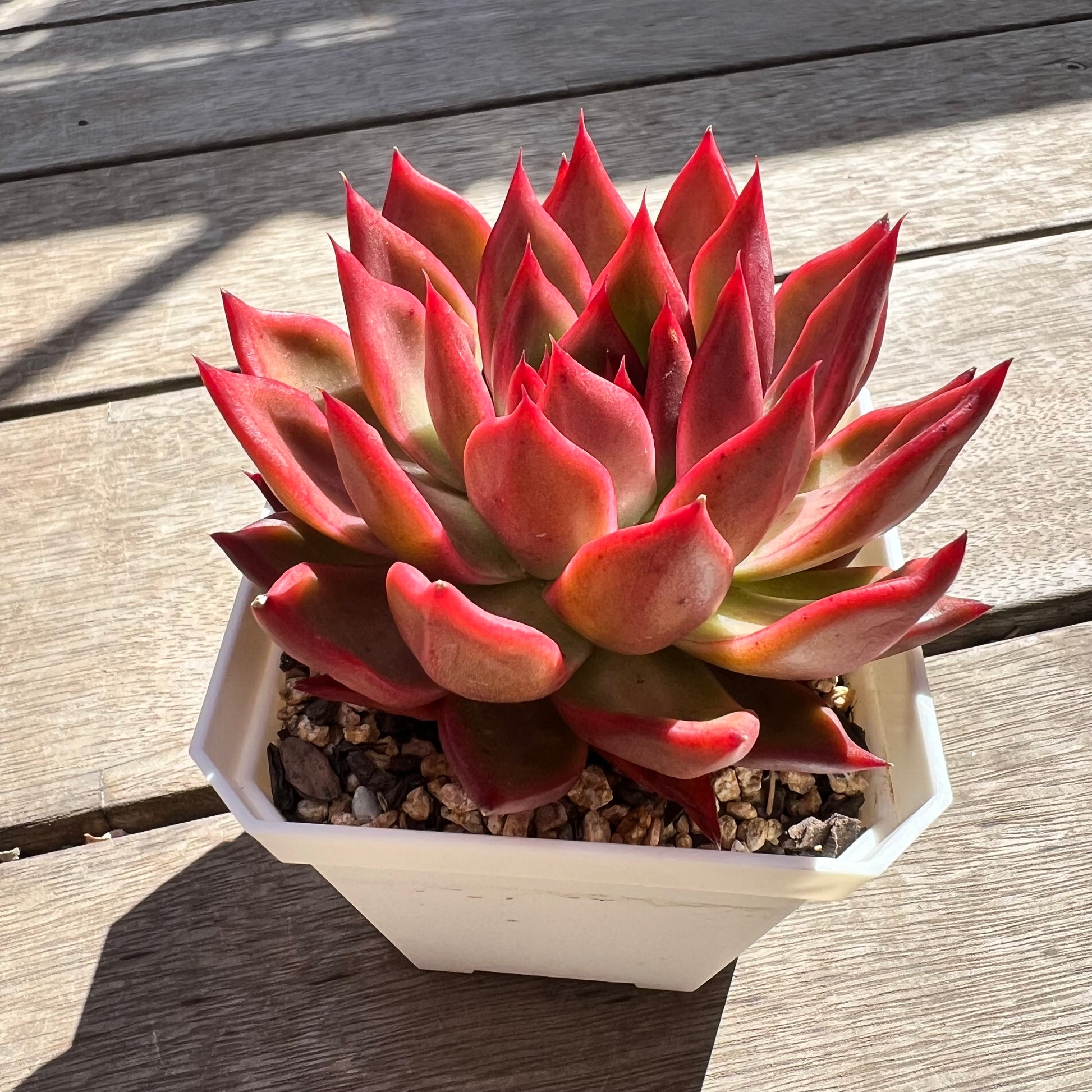 frank reinelt succulent 2603 Echeveria Agavoides Frank Reinelt (minor mark)