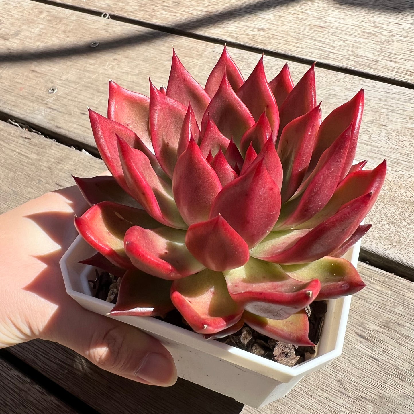 2603 Echeveria Agavoides Frank Reinelt (minor mark)